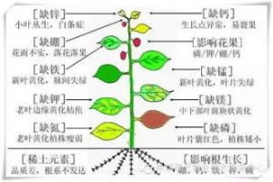 植物必須的大量元素，及作用